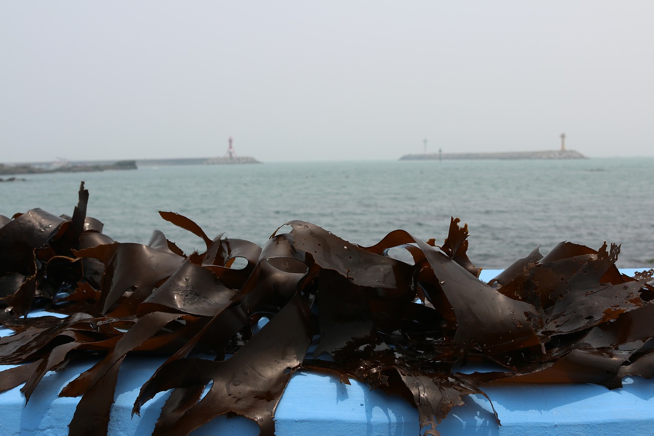 Can Seaweed Help to Offset Carbon Emissions?